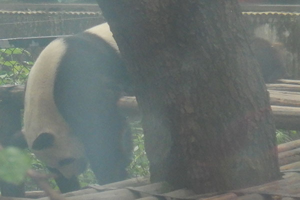 Panda im Zoo