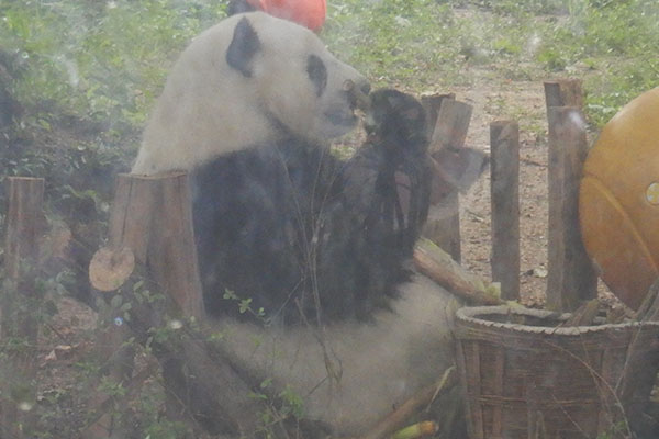 Panda im Zoo