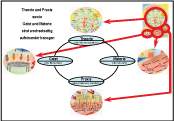 4th Model: System of Science